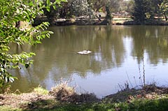 All Seasons Weed Control in Northern CA - Pond cleared of Algae after treatment