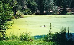 All Seasons Weed Control in Northern CA - pond with algae before treatment