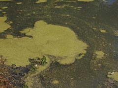All Seasons Weed Control in Northern CA - algae on the surface of a fresh-water pond.