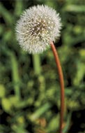 All Seasons Weed Control in Northern CA - Call for control of Dandelions before they go to seed.