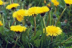 All Seasons Weed Control in Northern CA - control of landscape weeds dandelions