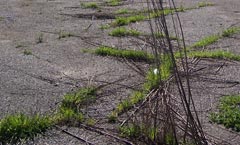 All Seasons Weed Control - Roadside Weed Control Management