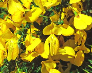 All Seasons Weed Control - close up of Scotch Broom flower