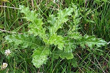 All Seasons Weed Control in Northern CA - control of landscape weeds such as thistle.