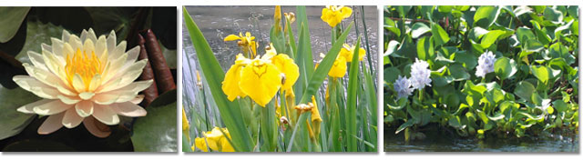 All Seasons Weed Control in Northern CA - Invasive aquatic weeds - Water Lily, Japanese Iris, and Water Hyacinth