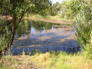 All Seasons Weed Control in Northern CA - controlling pondweeds is a specialty of ASWC.